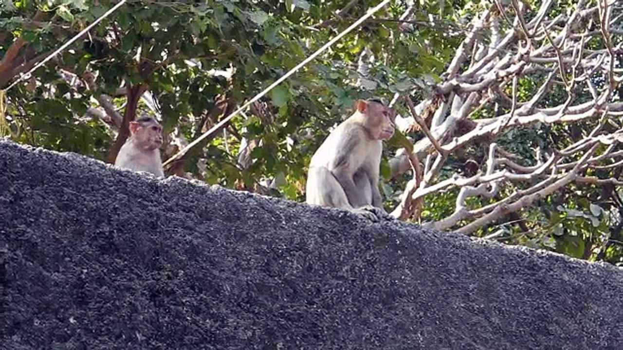 Monkeys!!!!