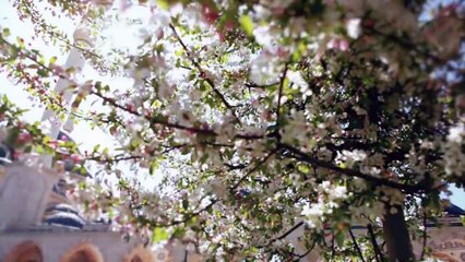 الشاعر عبدالحكيم اليوسف يرثي والدته بهذه القصيدة المؤثرة