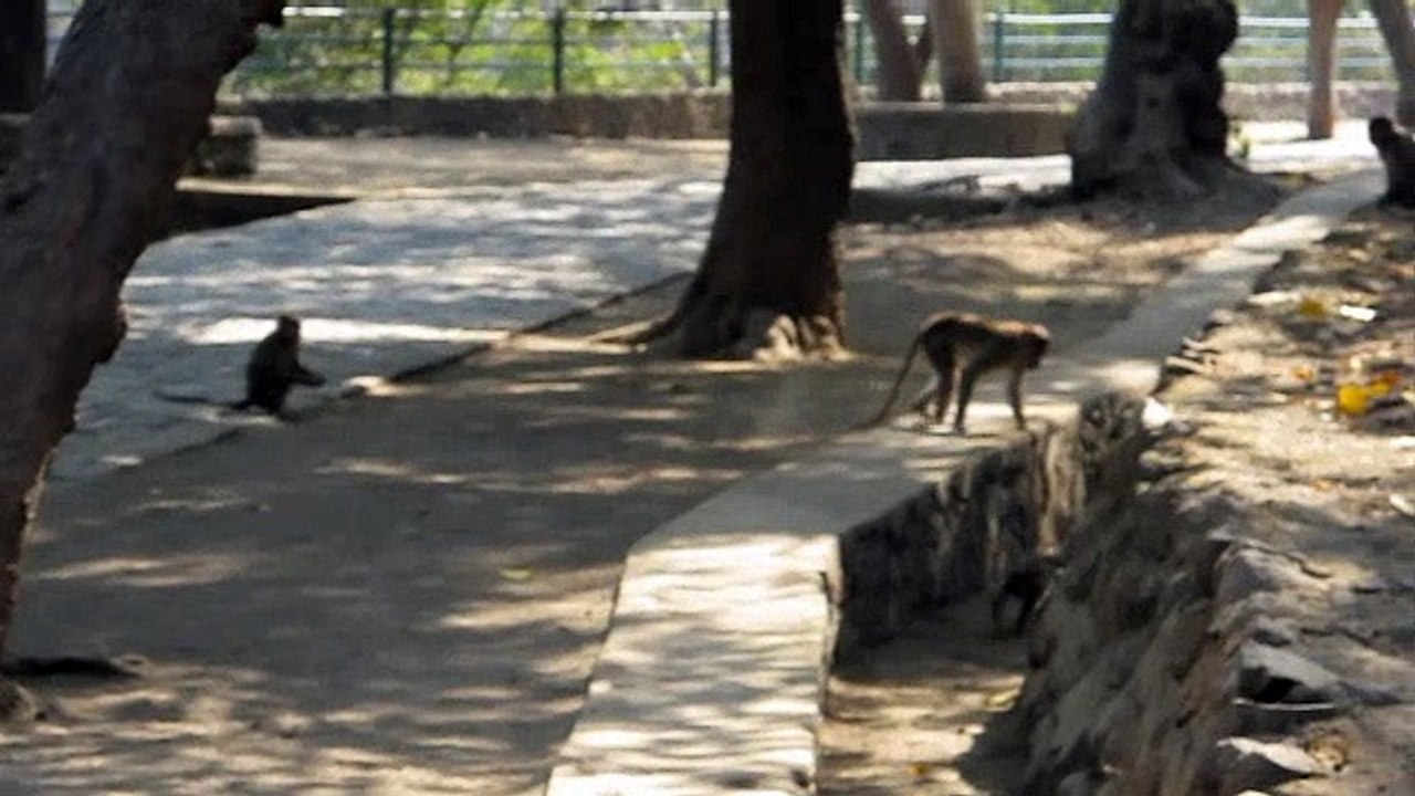 Monkeys!