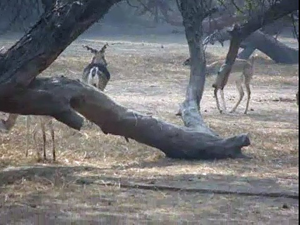 Black buck