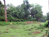 Bandipur National Park - Nilgiri Biosphere Reserve