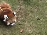 Panda rouge , bebe