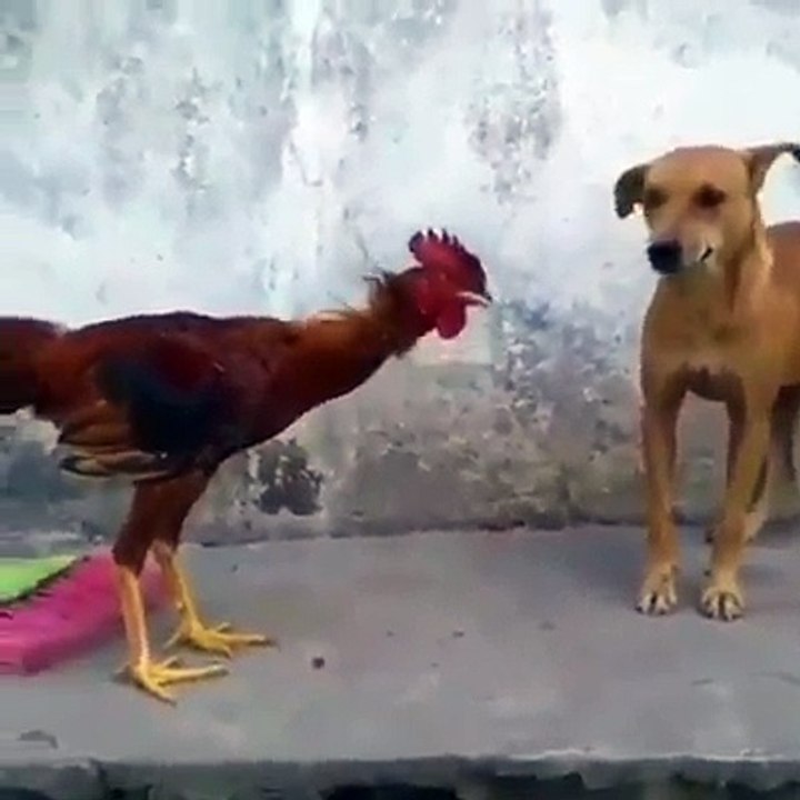 Hen Funny video