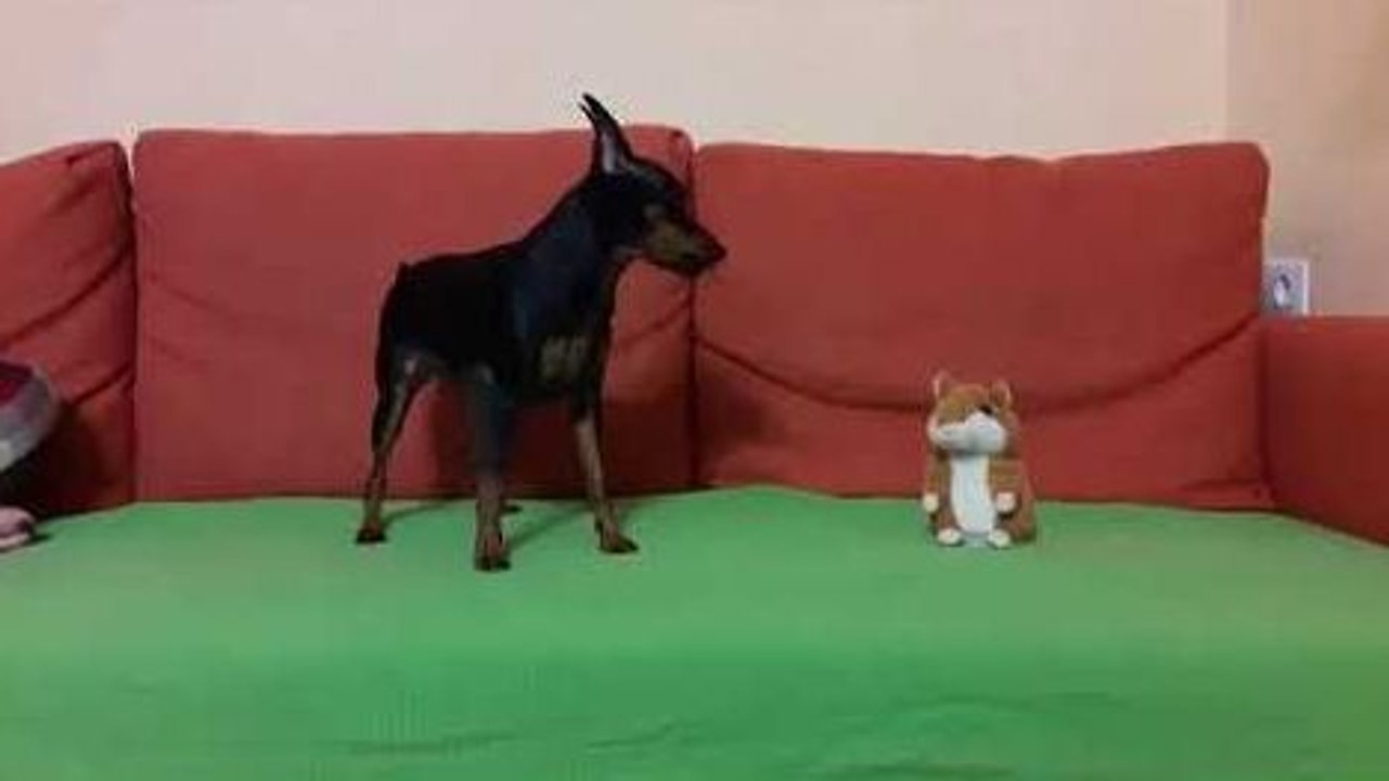 Une peluche trolle un chien