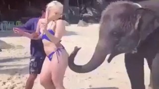 Un éléphant met des claques à une femme sur la plage