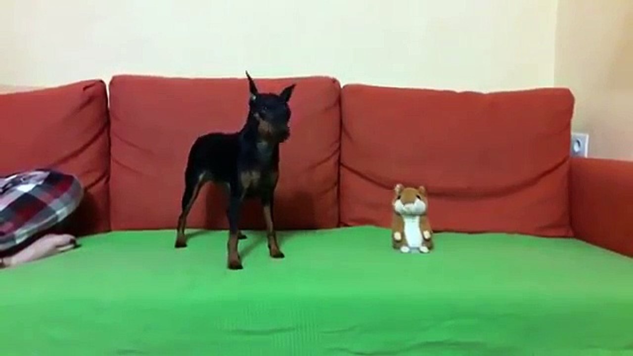 Une peluche troll un chien