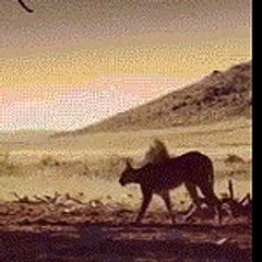 Wild Cat trying to catch a bird