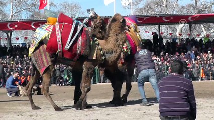 Geleneksel Seyit Onbaşı Deve Güreşleri - BALIKESİR