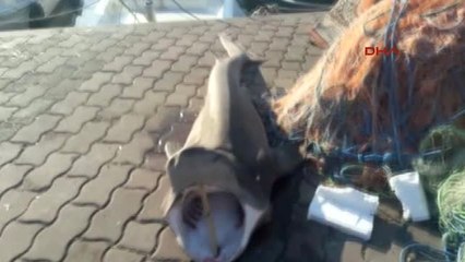 Tekirdağ Marmara Denizi'nde 1.5 Metrelik Köpek Balığı Yakaladılar