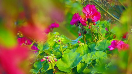 CBeebies  Learn About Plants With Down On The Farm