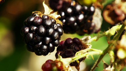 CBeebies  Harvest Time With Down On The Farm