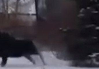 Moose Charges at Man Attempting to Pet It