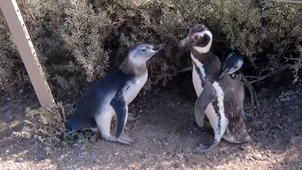 Hundreds of thousands of penguins gather to migrate