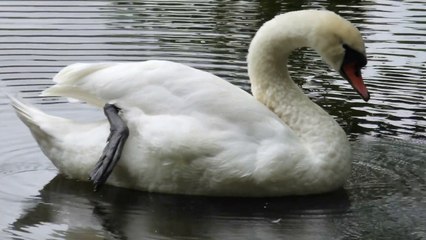 2017-08-25  Swan Story 28