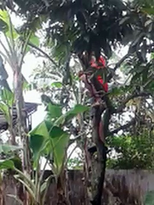 Viral bocah panjat pohon