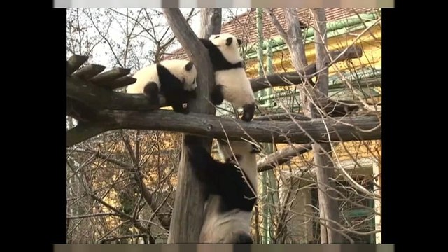 Оскар в мире панд