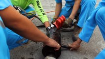 Maejo Team Rescues Puppy Stuck in Iron Pipe || ViralHog