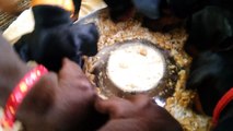 Pinwheel of Puppies Enjoying Dinner || ViralHog
