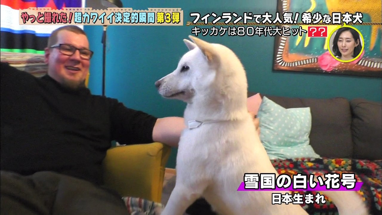 フィンランドで大人気！希少な日本犬