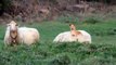 Doggo Makes Sheep Friends || ViralHog
