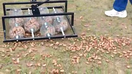 Impresionante   cómo recoger decenas de nueces en pocos segundos