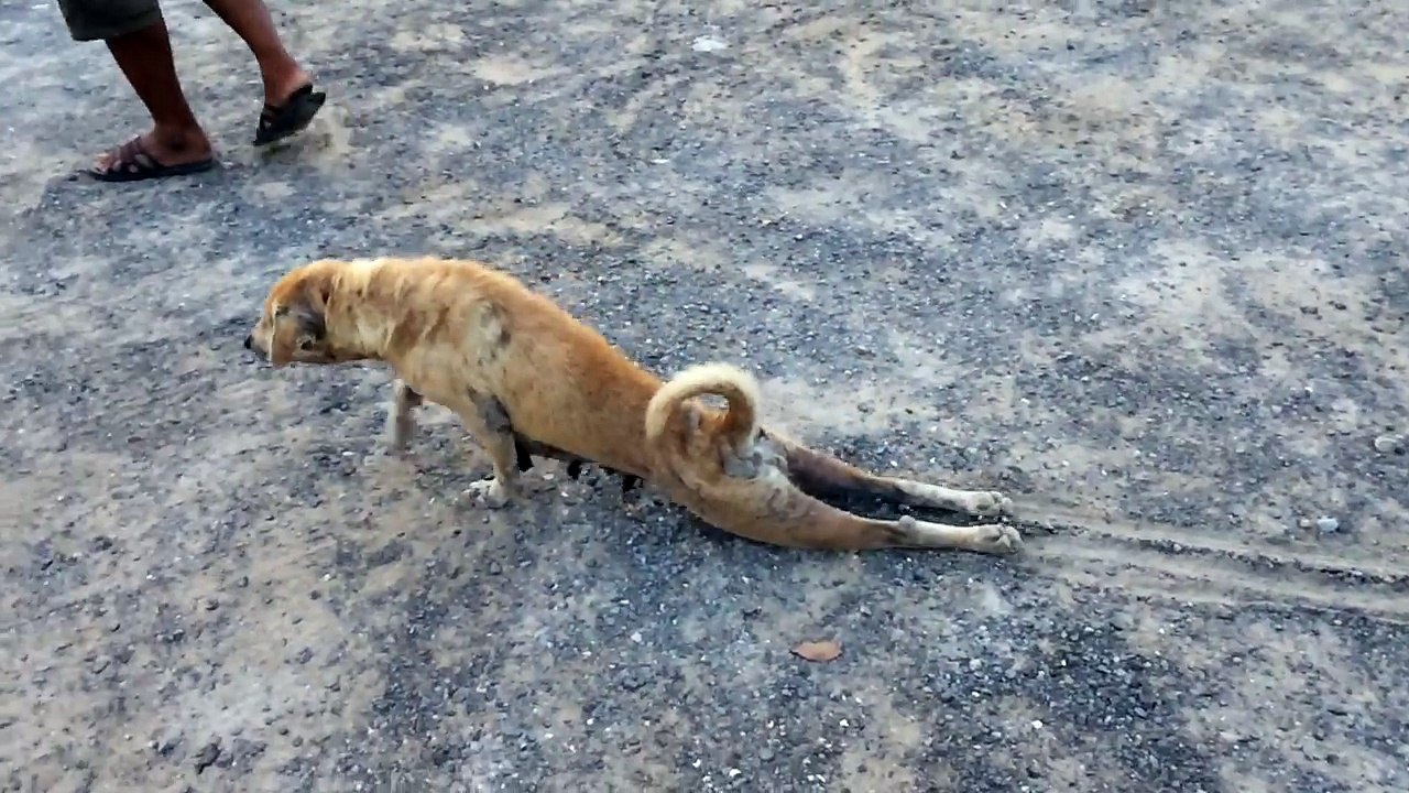 Dog faking injury ViralHog video Dailymotion