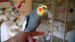 Listen To What This Brilliant Talking Cockatiel Says