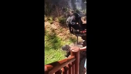 Oso roba la carne de la barbacoa a esta familia