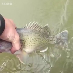 下载视频: Ce gars peche avec ses pieds... et attrape un beau poisson