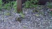 Oiseaux des jardins en Bretagne. Verdier , Gros bec casse noyau , serin cini 