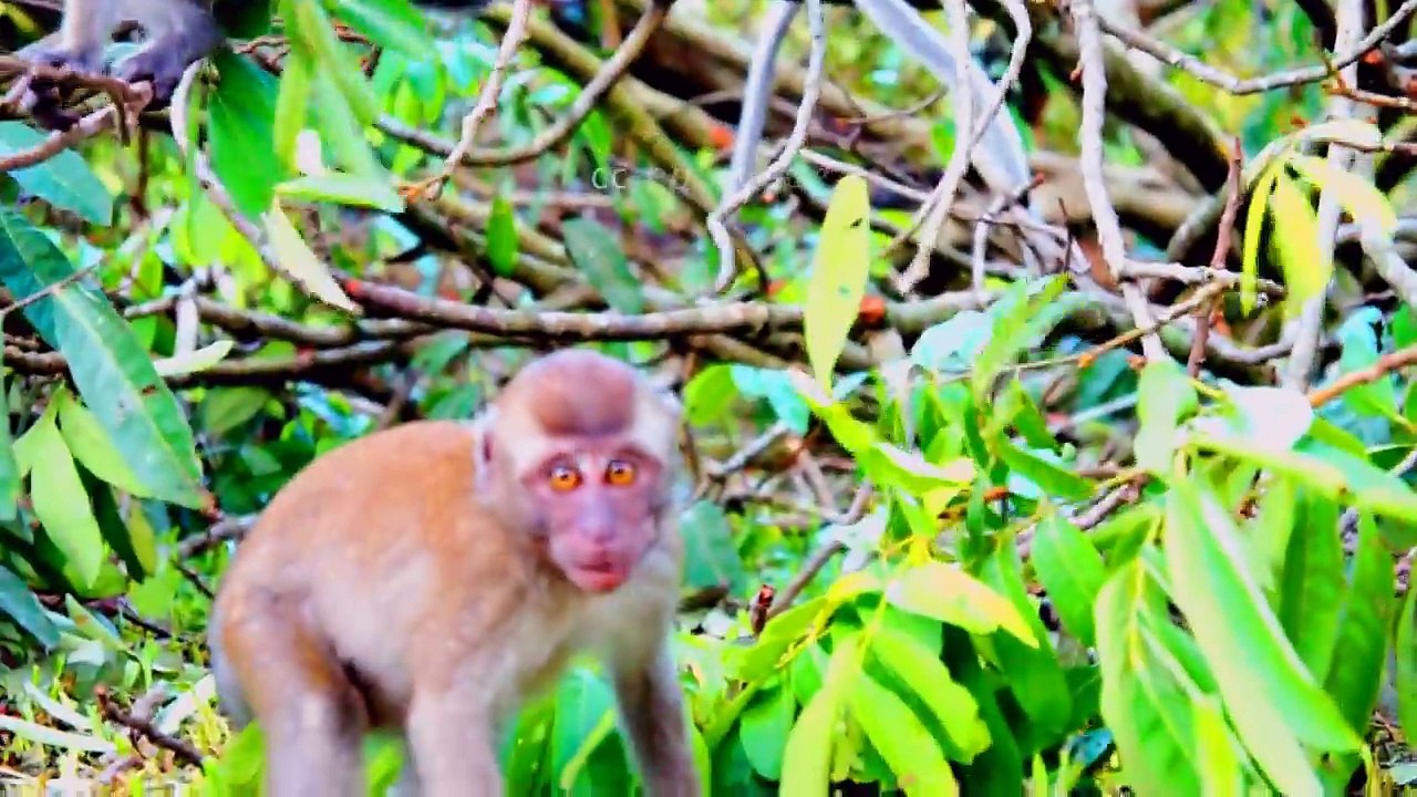 Cute_Monkey_Family_in_Singapore_of_Asia