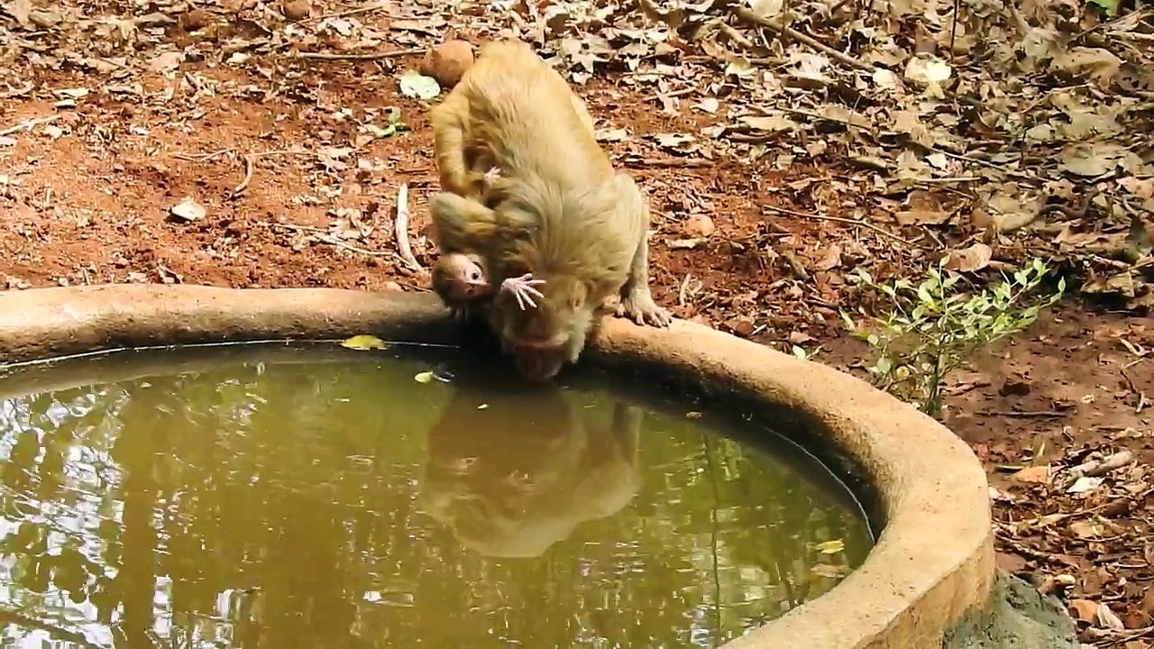 Rhesus_Macaques_carrying_naughty_baby