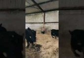 Excited Cows Enjoy Playing in Hay