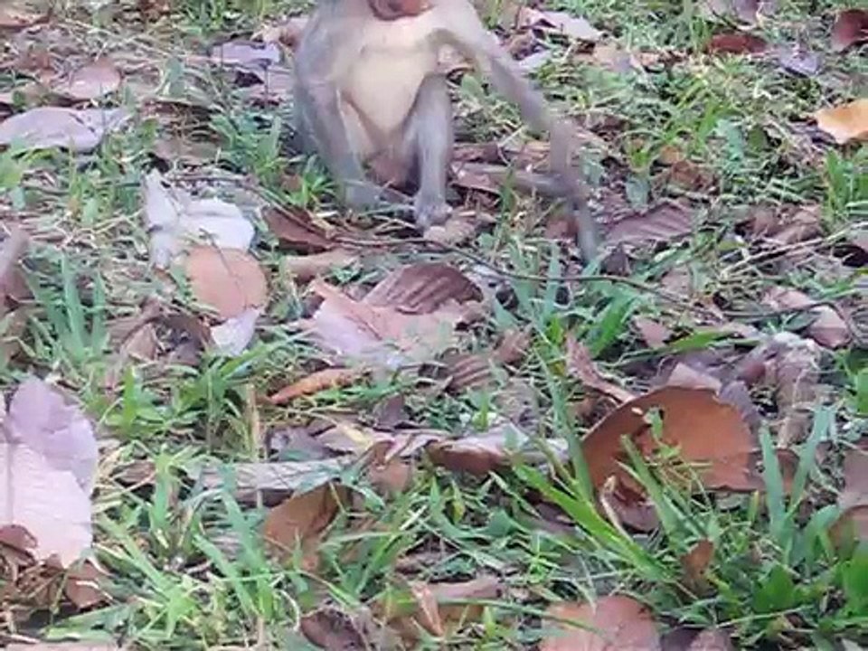 monkey_cute_baby_a_lot_and_lovely,small_monkey_seeping_with_momy,