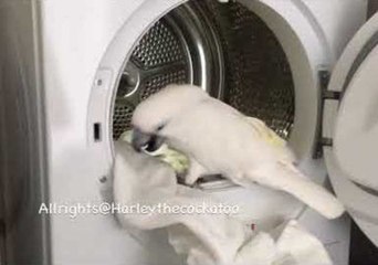 Harley the Cockatoo Helps With Household Chores