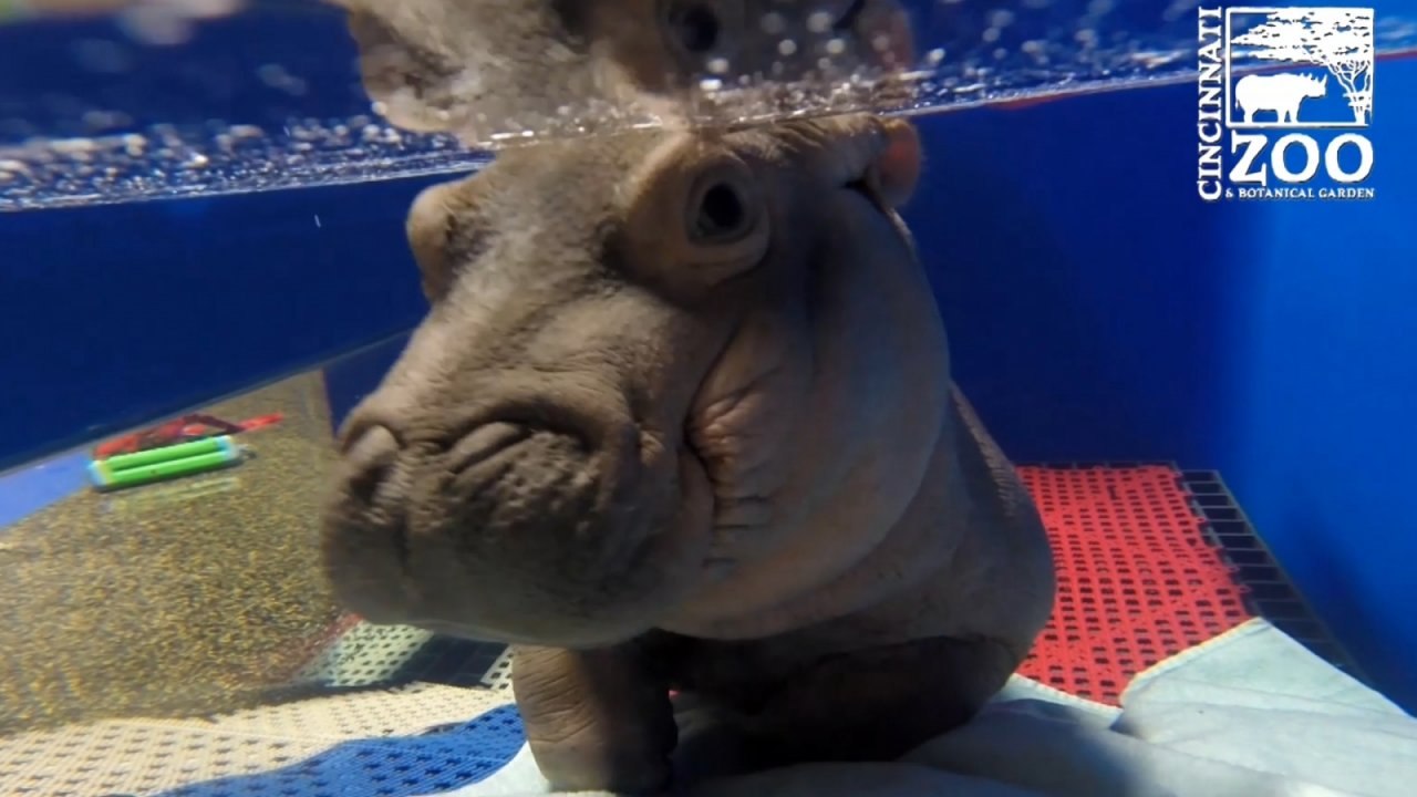 This never-before-seen footage of baby hippo Fiona will make your heart melt