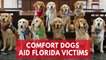 Comfort dogs flock to Florida to offer support to victims of Parkland High School shooting
