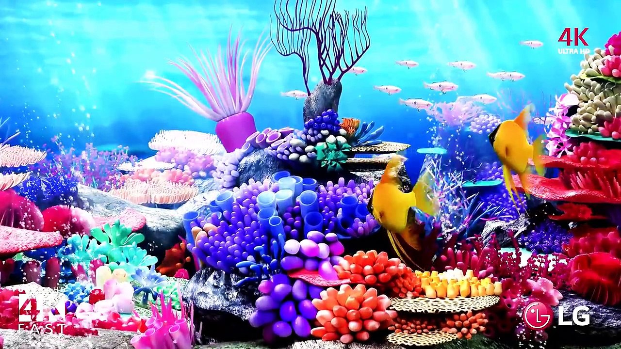 Video_–_Beautiful_Color_Of_Sea_Creature_With_Relaxing_Music