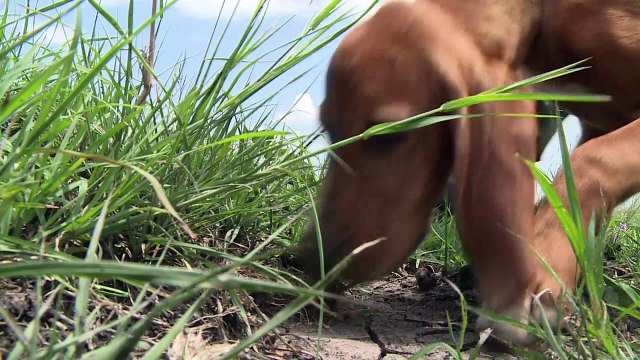In Kenya, anti-poaching dogs are wildlife's best friends