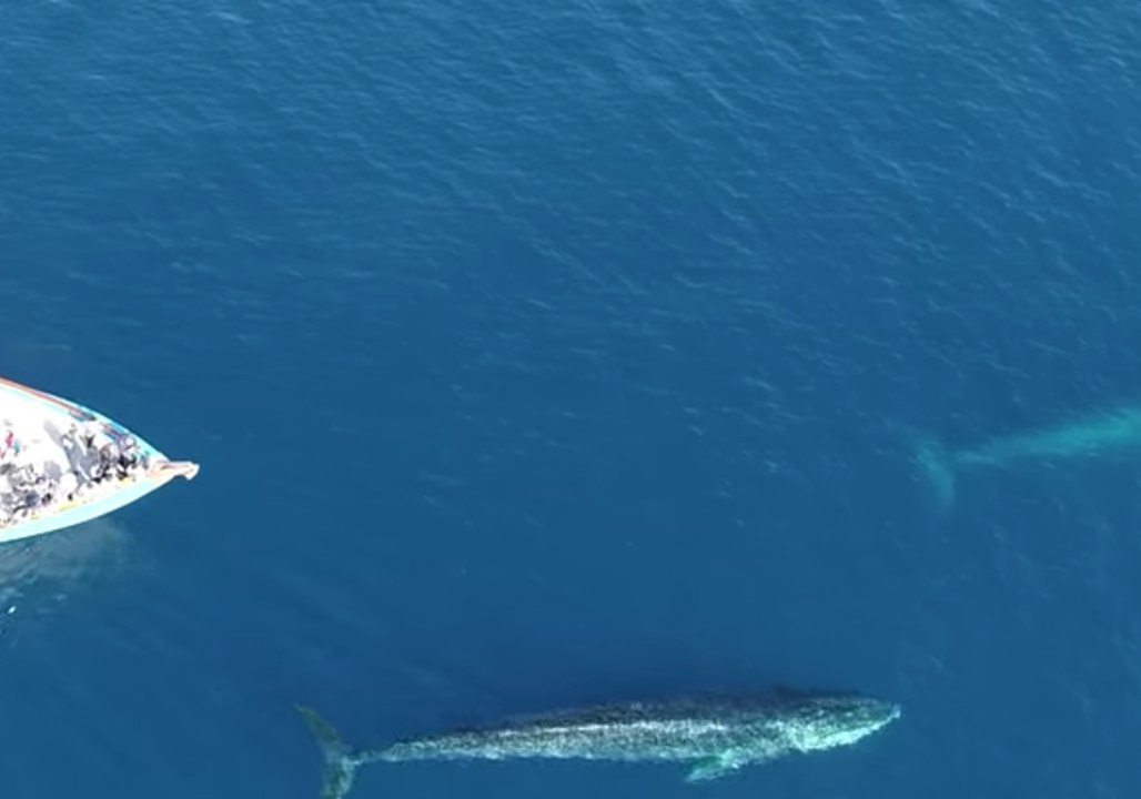 Whale Watching Tour Gets a Visits From Fin Whales in Dana Point