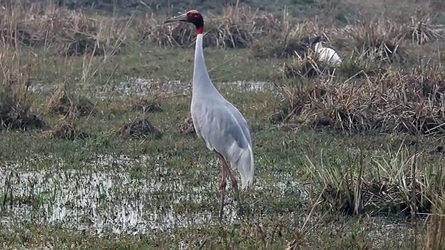 Sarus Crane - Antigone antigone antigone