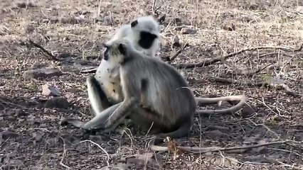 Spotted Deer with Fawn and Southern Plains Gray Langurs