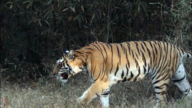Tiger female, Kanha National Park, Madhya Pradesh - India
