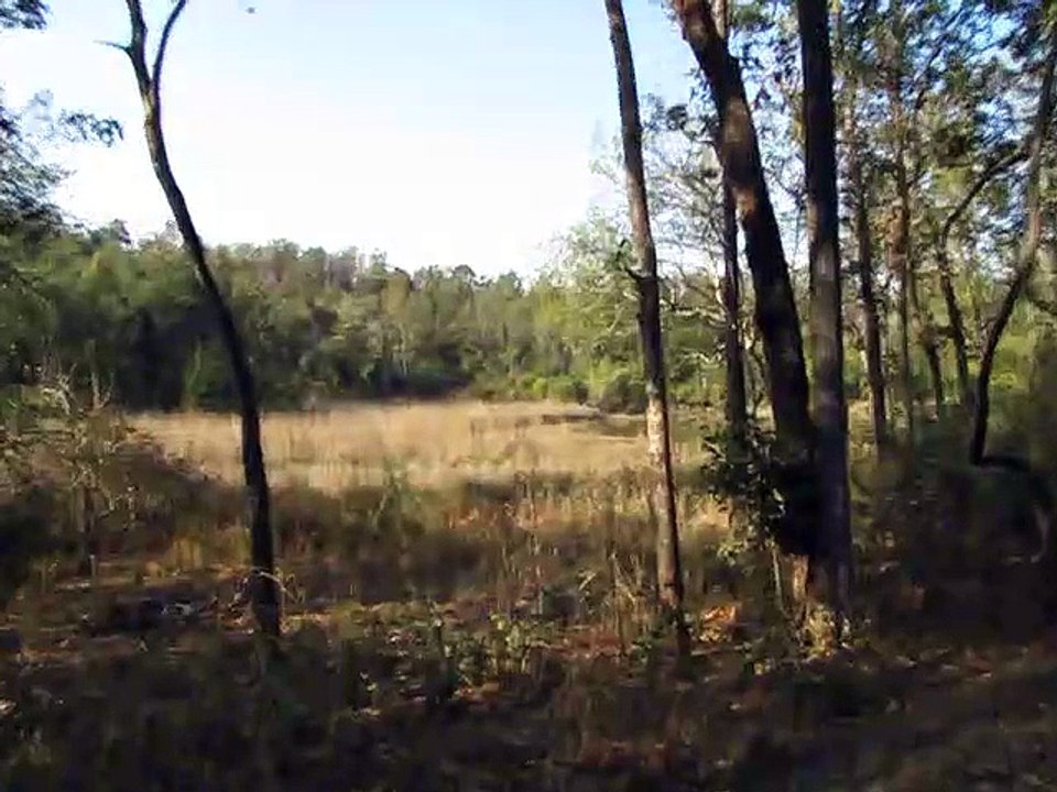 Tiger at the pond