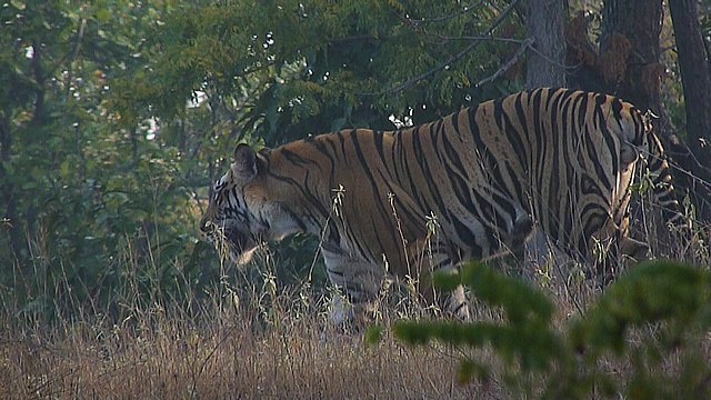 Tiger in Bandhavgarh National Park