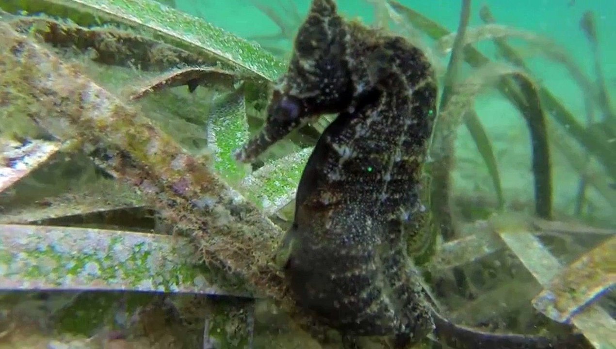 La magia del parto de un caballito de mar en directo