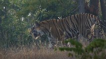 Tiger in Bandhavgarh National Park