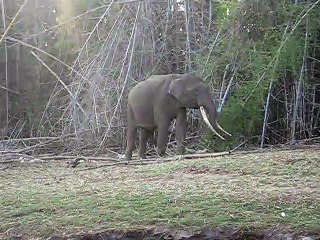 Tusker elephant, Nagarhole National Park, India