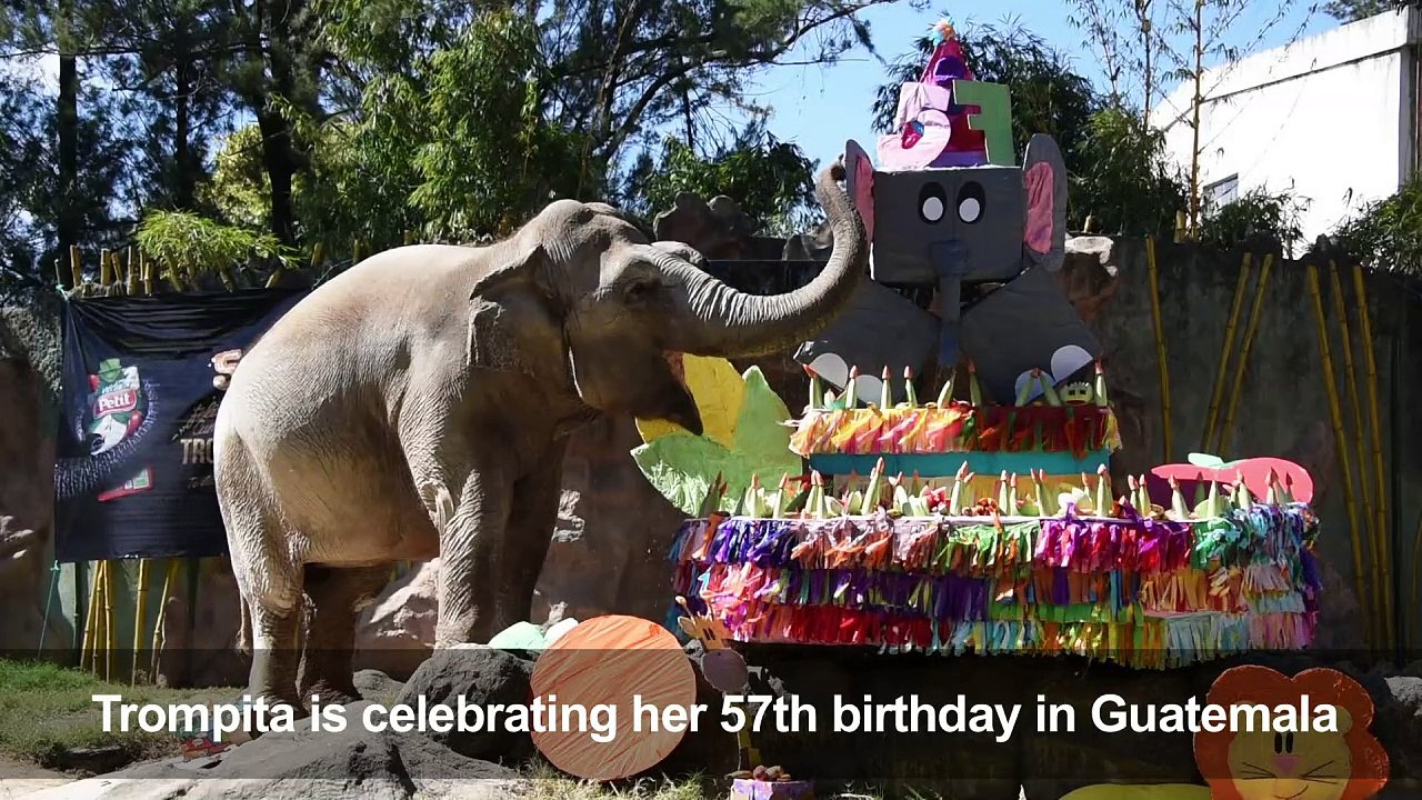 Elephant birthday party at a Guatemala zoo