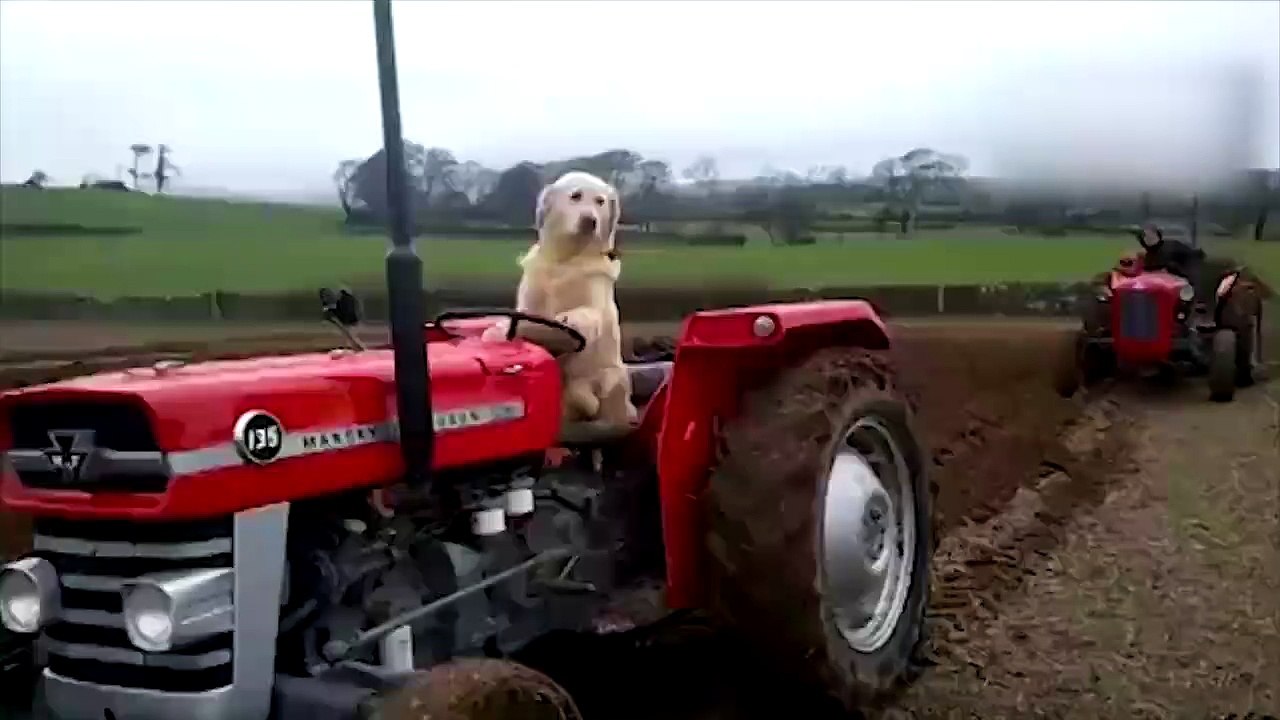 Traktör kullanan köpek